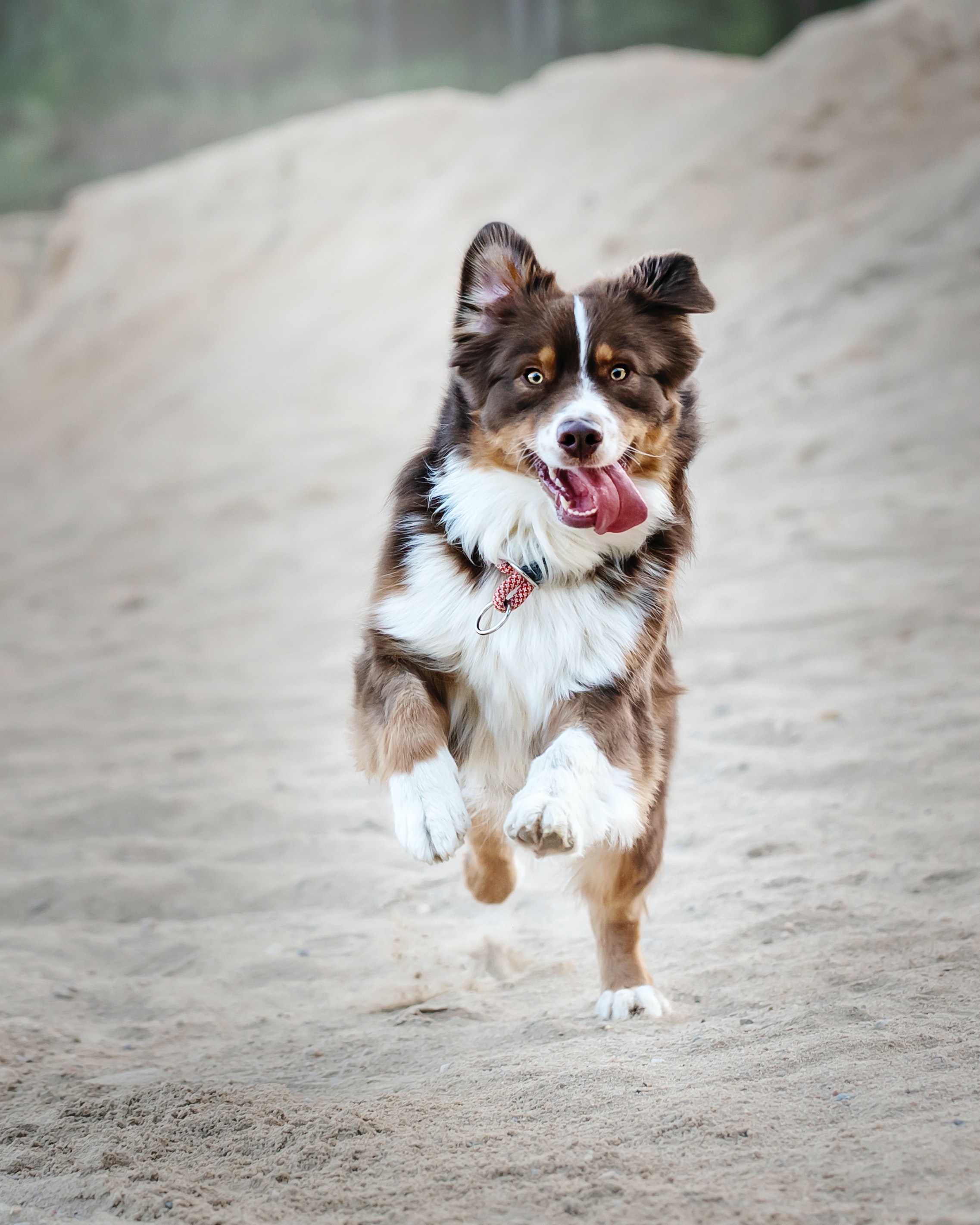 kloklipp hund
