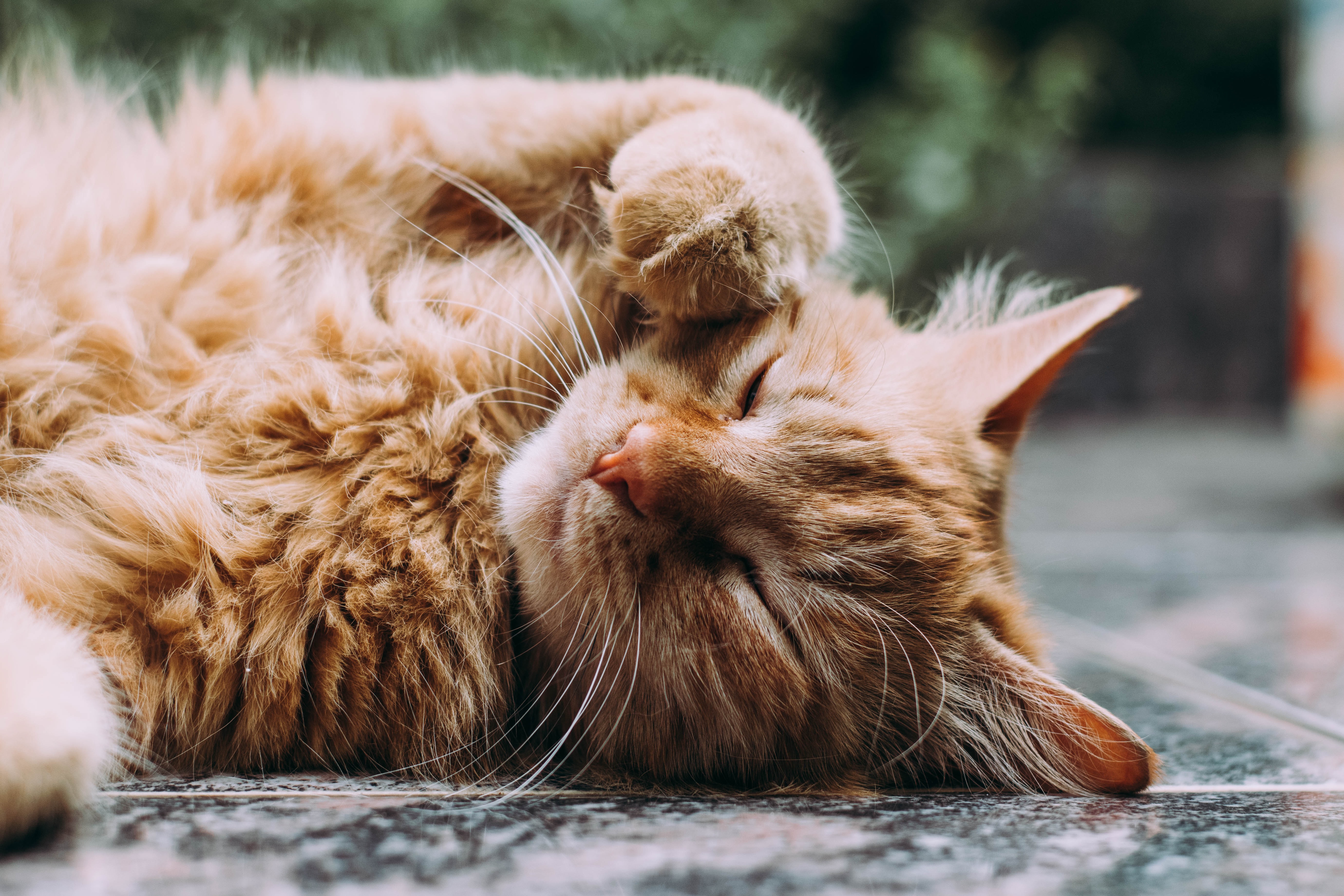 kloklipp katt